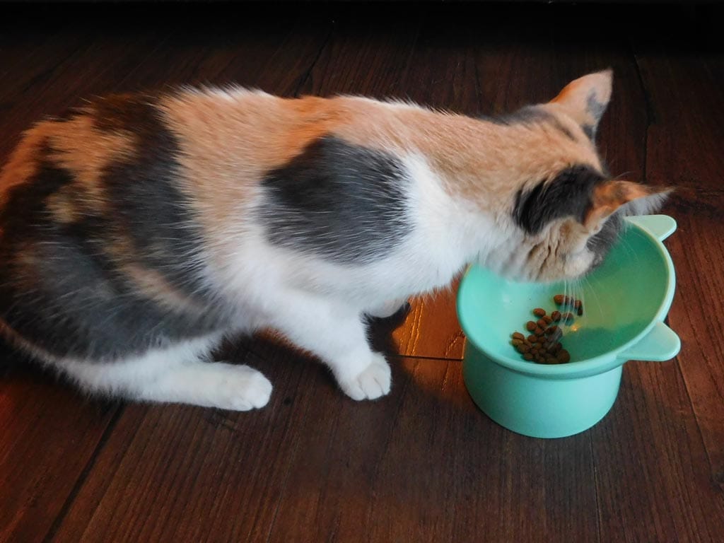 En este momento estás viendo ¿Se ha preguntado alguna vez por qué los gatos comen como comen?