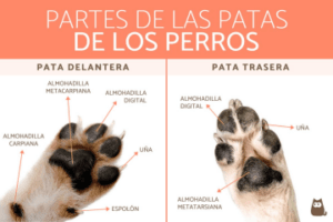 patitasPerro