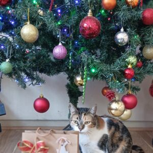 Pack Regalo de Navidad para Gatos 🎁: Comida Hill’s y Catnip Spray Bioline