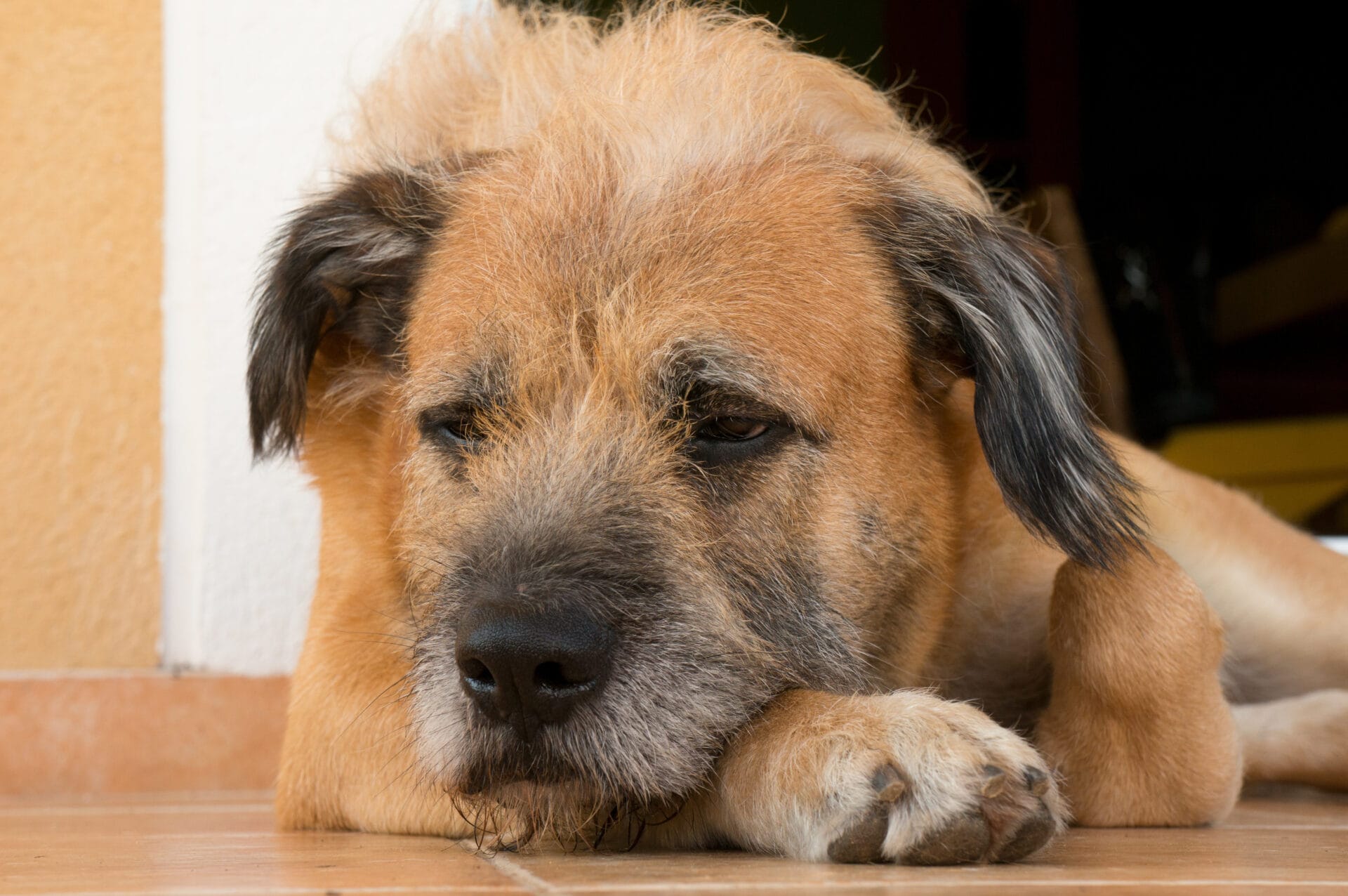 perro senior