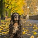 Lee más sobre el artículo Alimentación para Perros Senior: Cuidando a Nuestros Compañeros en su Etapa Dorada