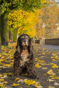 Lee más sobre el artículo Alimentación para Perros Senior: Cuidando a Nuestros Compañeros en su Etapa Dorada
