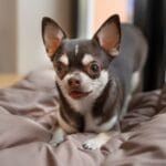 Lee más sobre el artículo Vuelta a la rutina: Cómo ayudar a tu perro con la ansiedad por separación