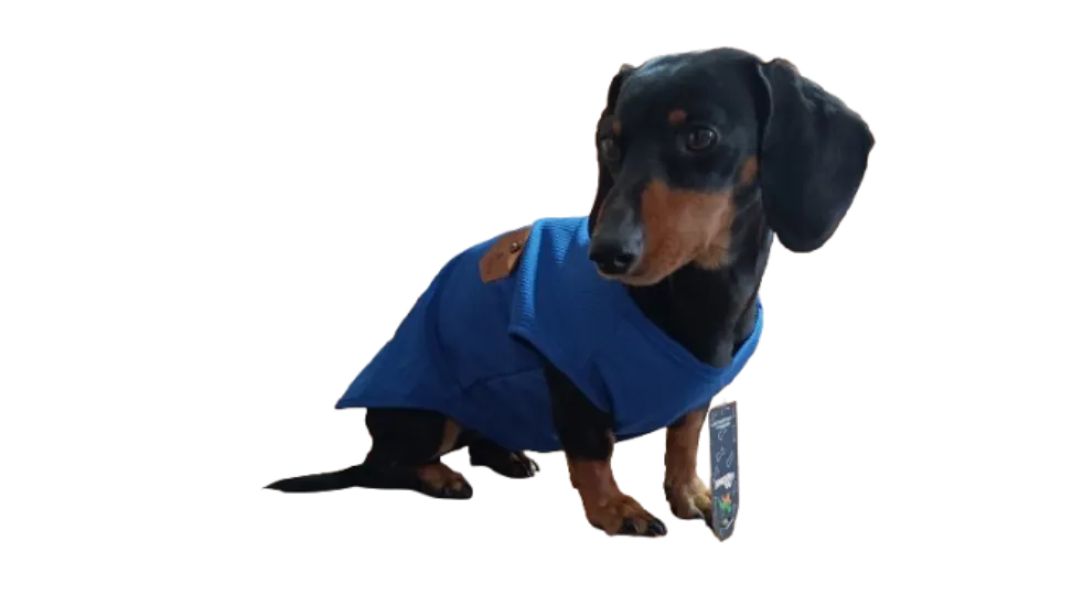 Polera Perros Primavera Verano Azul 2XL - Imagen 3