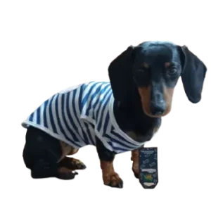 Polera Primavera Verano Bulldog Marinero XL