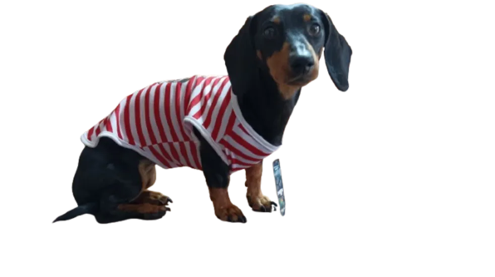 Polera Perros Primavera Verano Bulldog Cool XL - Imagen 3