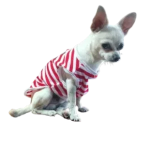 Polera Perros Primavera Verano Bulldog Cool L